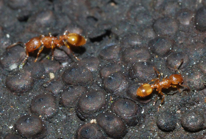 Formicidae: probabile Temnothorax sp.